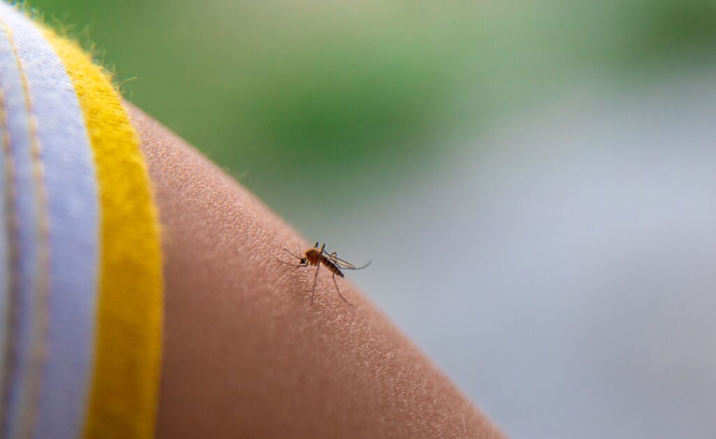 mosquito needing treatment from bug blasters