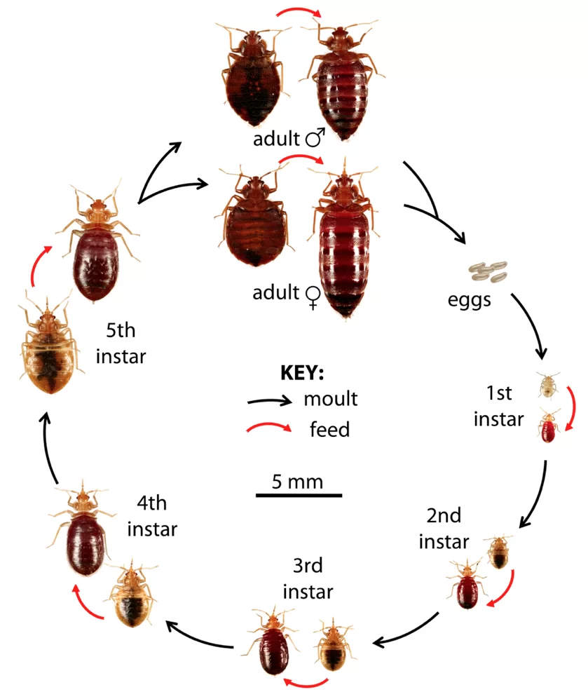 life cycle of the bed bug needing treatment