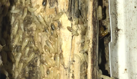 termite detection and treatment for damage